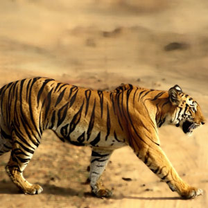 Bandhavgarh - Editor's Note